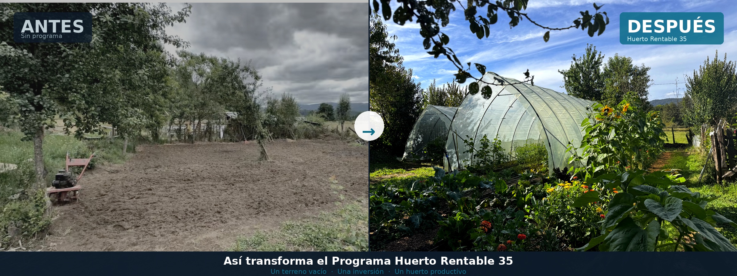 Antes y después — terreno vacío transformado en huerto productivo con invernadero Huerto Rentable 35