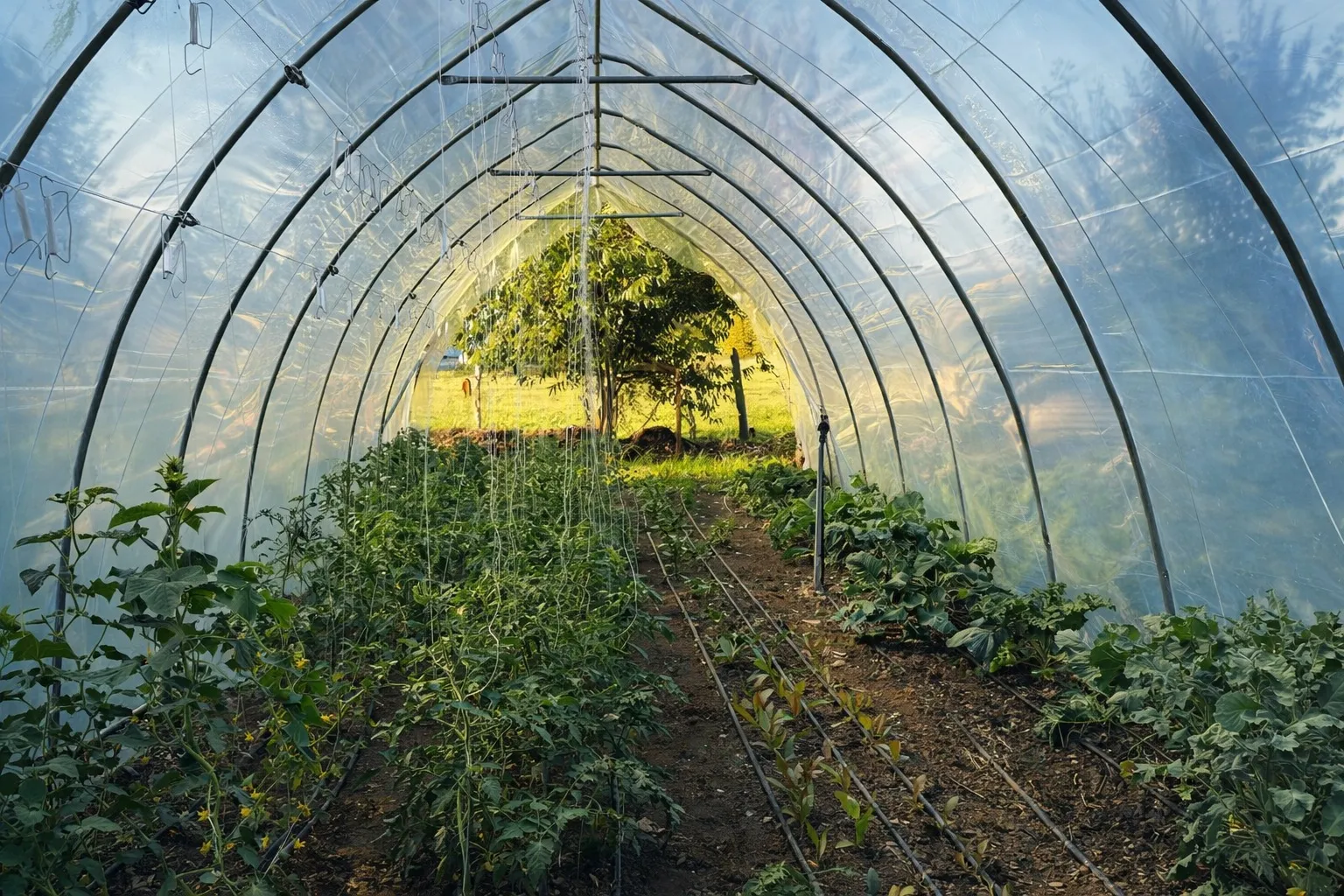 Interior del invernadero Huerto Rentable 35 en producción